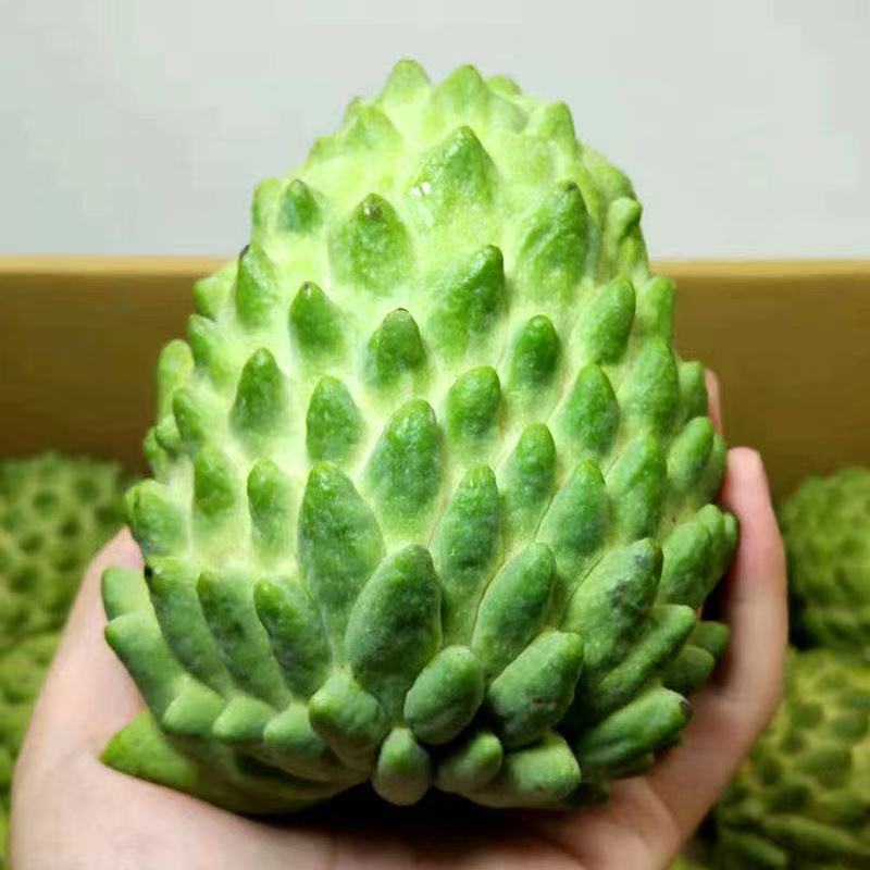 台湾凤梨释迦果苗营养杯嫁接苗大量现货种植当年结果