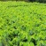 台湾凤梨释迦果苗营养杯嫁接苗大量现货种植当年结果