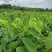 台湾凤梨释迦果苗营养杯嫁接苗大量现货种植当年结果