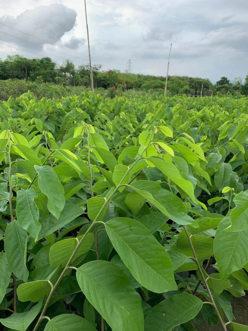 台湾凤梨释迦果苗营养杯嫁接苗大量现货种植当年结果