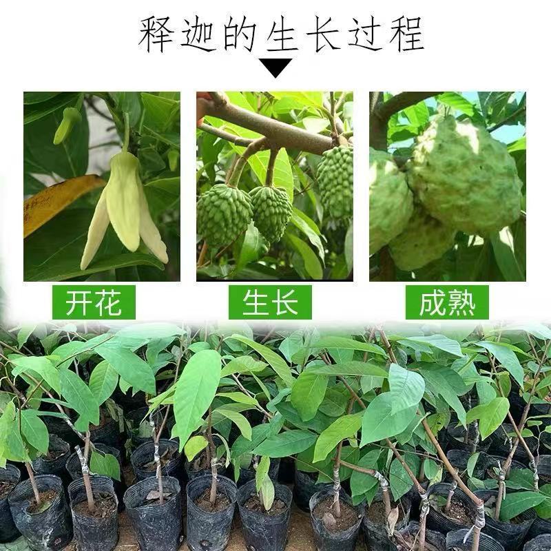 台湾凤梨释迦果苗营养杯嫁接苗大量现货种植当年结果