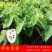 台湾凤梨释迦果苗营养杯嫁接苗大量现货种植当年结果