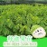 台湾凤梨释迦果苗营养杯嫁接苗大量现货种植当年结果