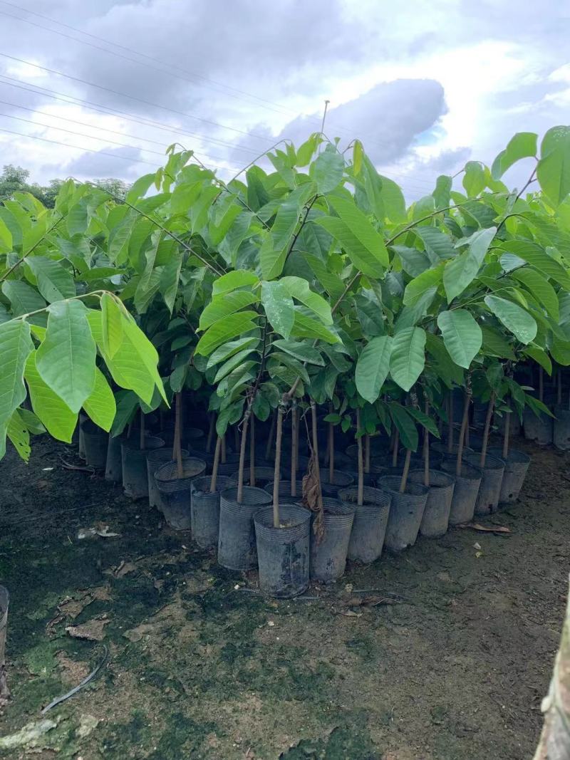 台湾凤梨释迦果苗营养杯嫁接苗大量现货种植当年结果