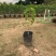台湾凤梨释迦果苗营养杯嫁接苗大量现货种植当年结果