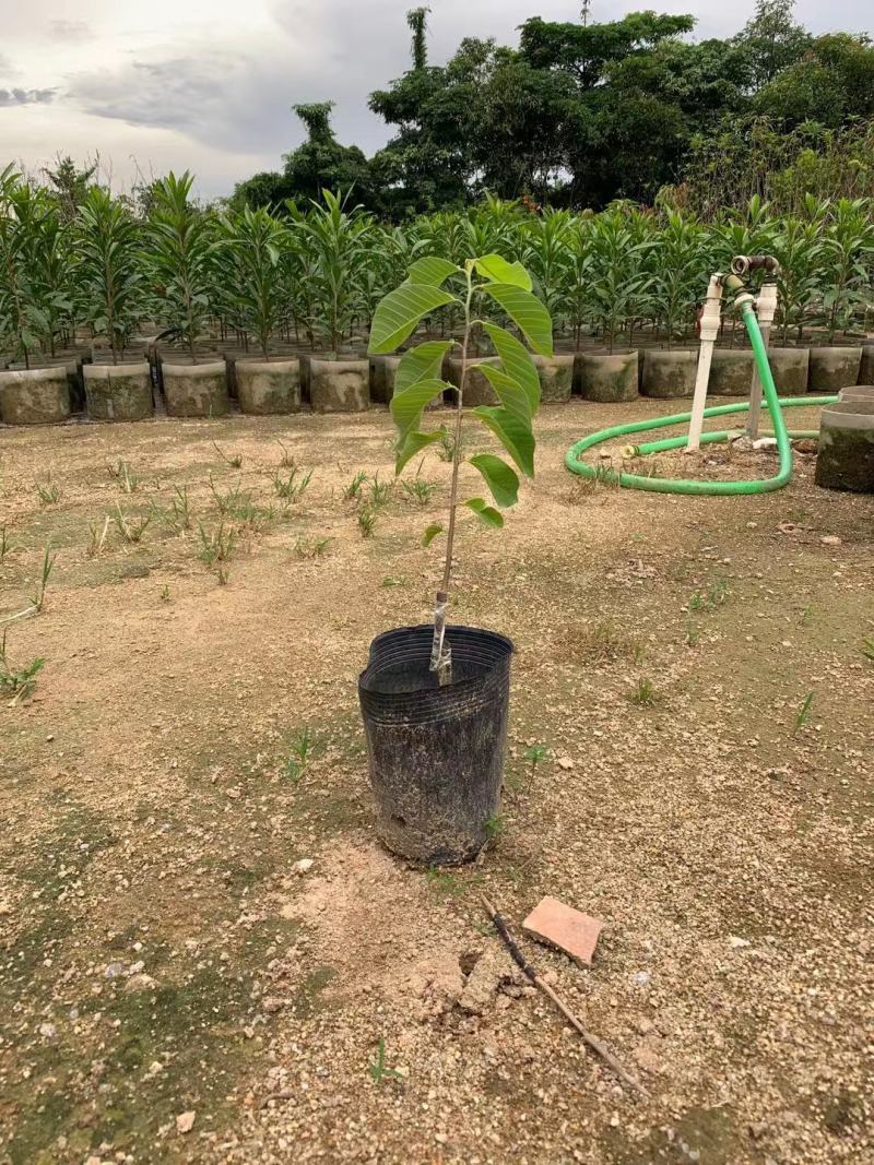 台湾凤梨释迦果苗营养杯嫁接苗大量现货种植当年结果