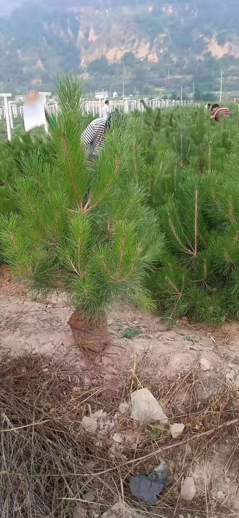 油松