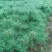 华山松