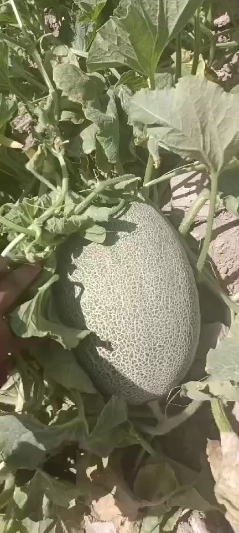 沙漠蜜瓜西州蜜17号。浓香脆甜，水果王。
