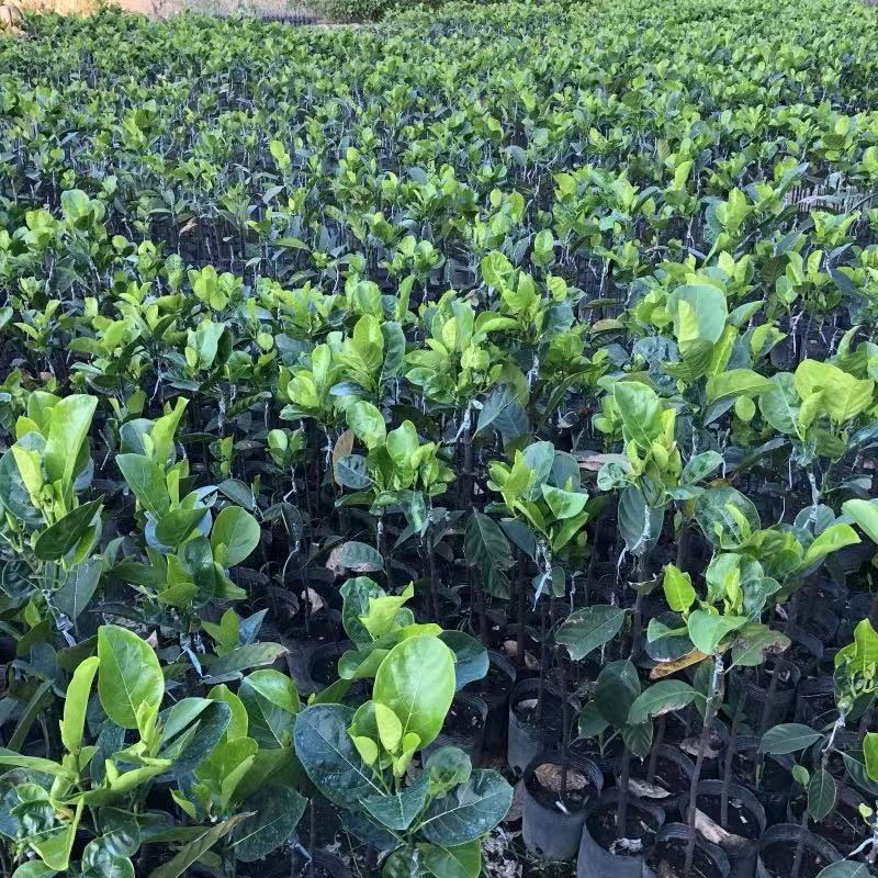 马来西亚一号菠萝苗50一80CM嫁接苗中杯发货，四季结果