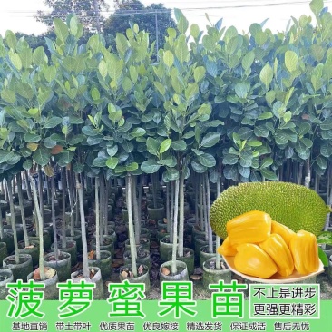 马来西亚一号菠萝苗50一80CM嫁接苗中杯发货，四季结果