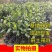 马来西亚一号菠萝苗50一80CM嫁接苗中杯发货，四季结果