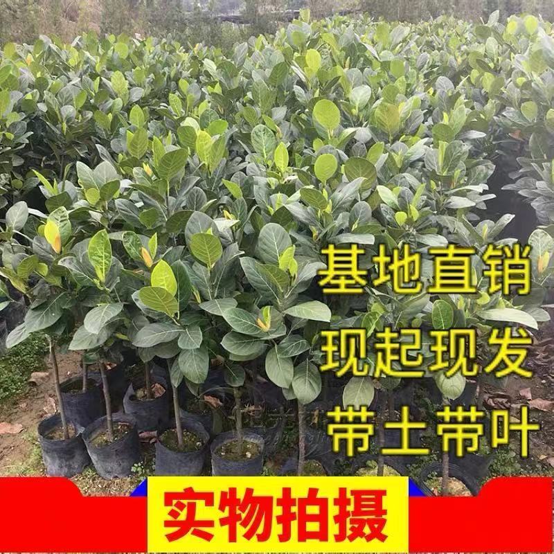 马来西亚一号菠萝苗50一80CM嫁接苗中杯发货，四季结果