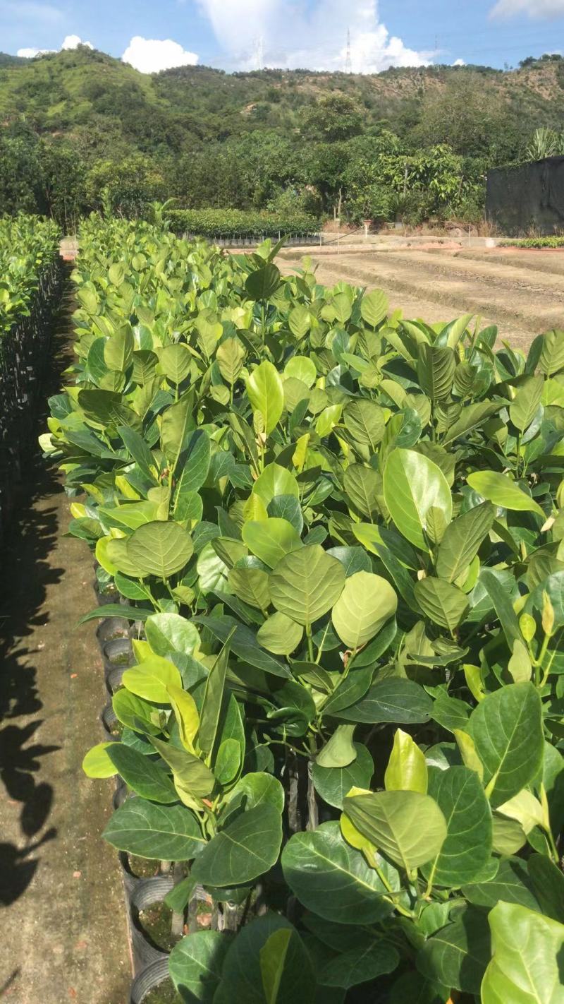 马来西亚一号菠萝苗50一80CM嫁接苗中杯发货，四季结果