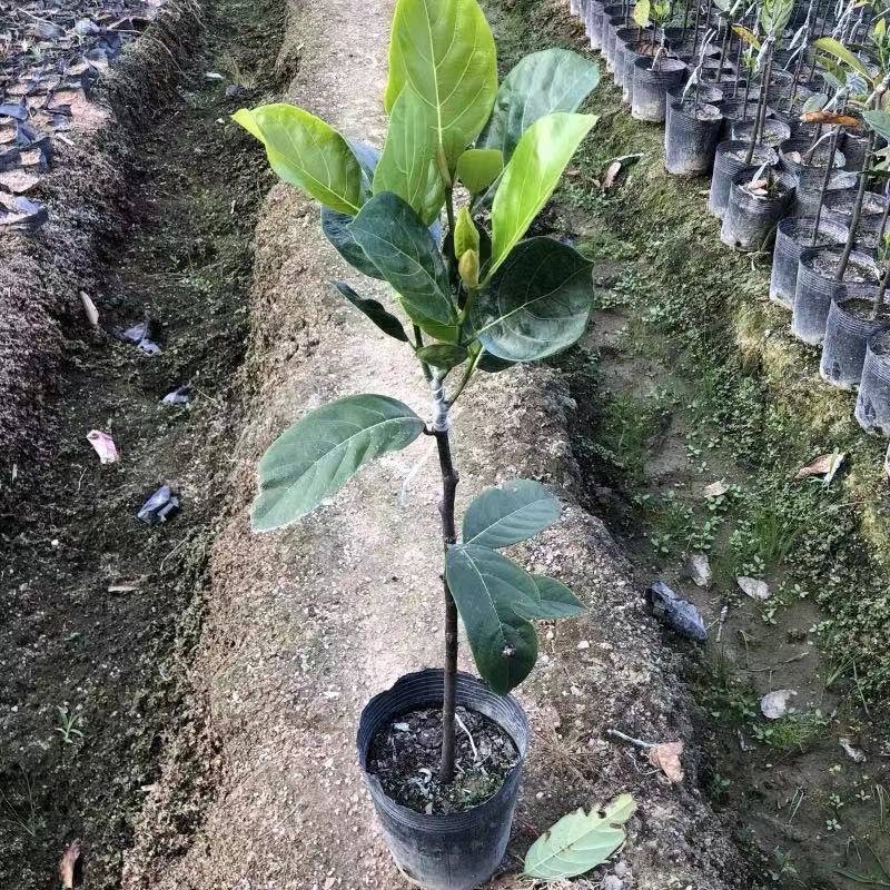 马来西亚一号菠萝苗50一80CM嫁接苗中杯发货，四季结果