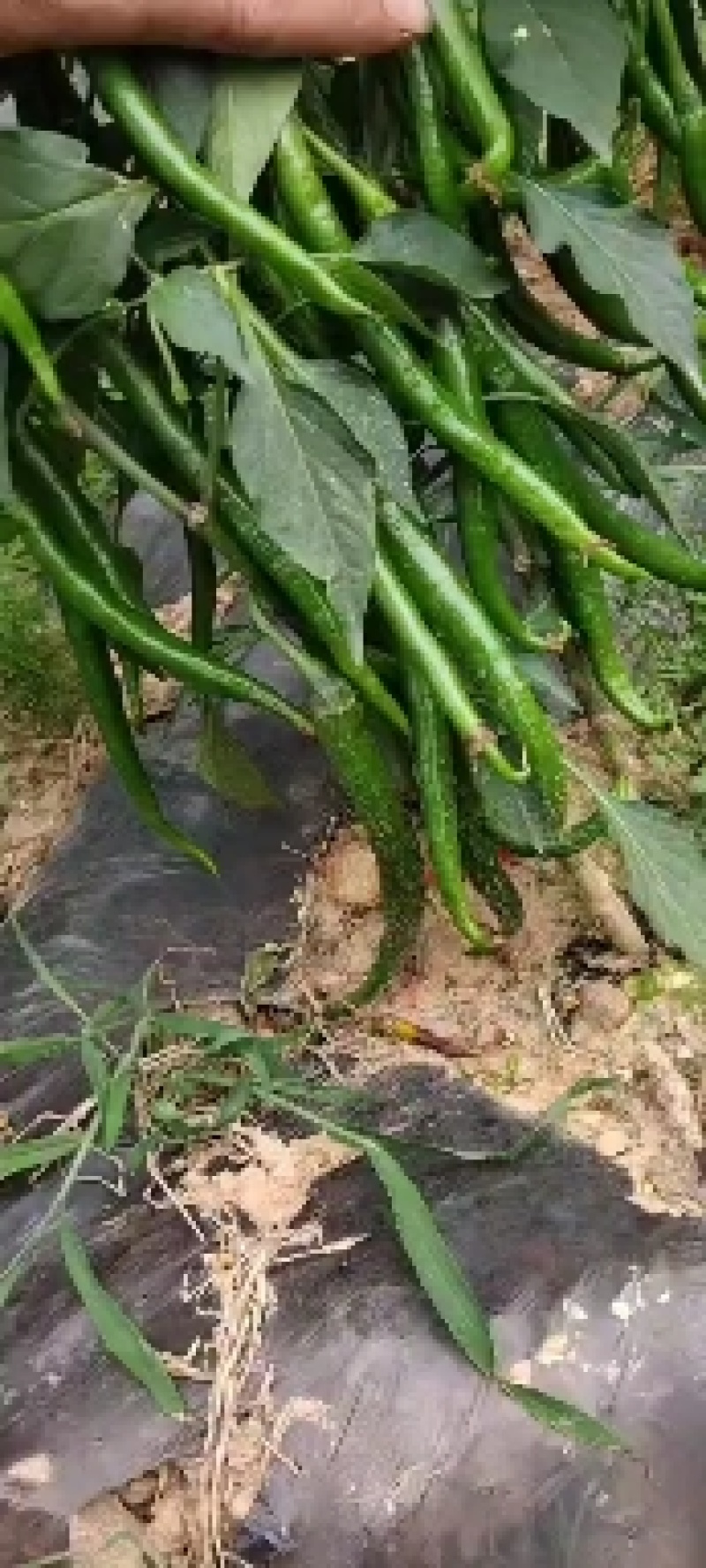 三号硬皮线椒，大量上市