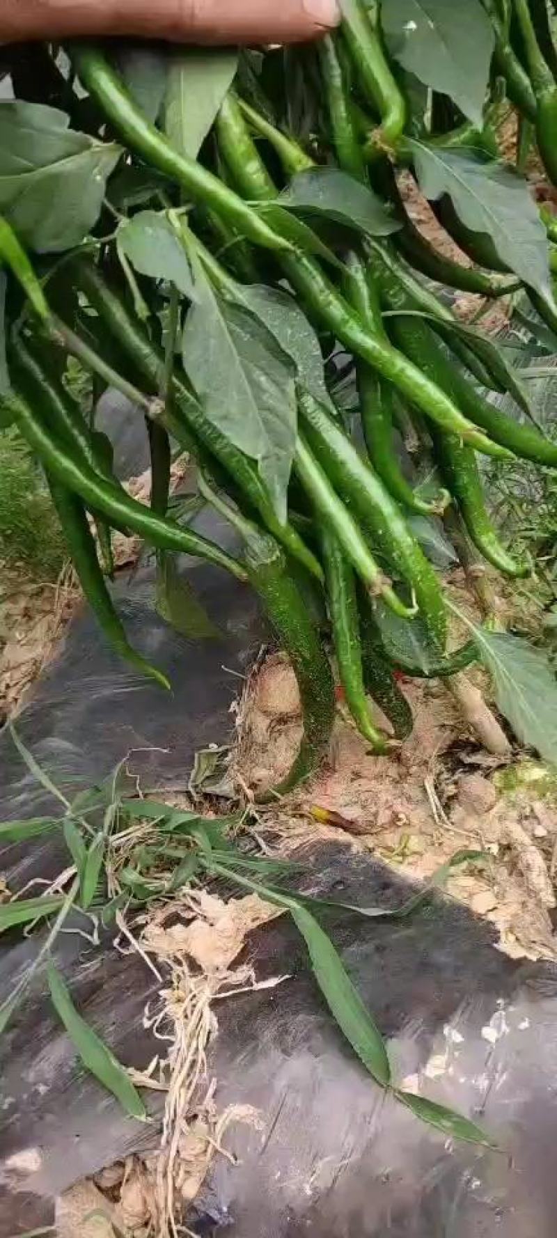 三号硬皮线椒，大量上市