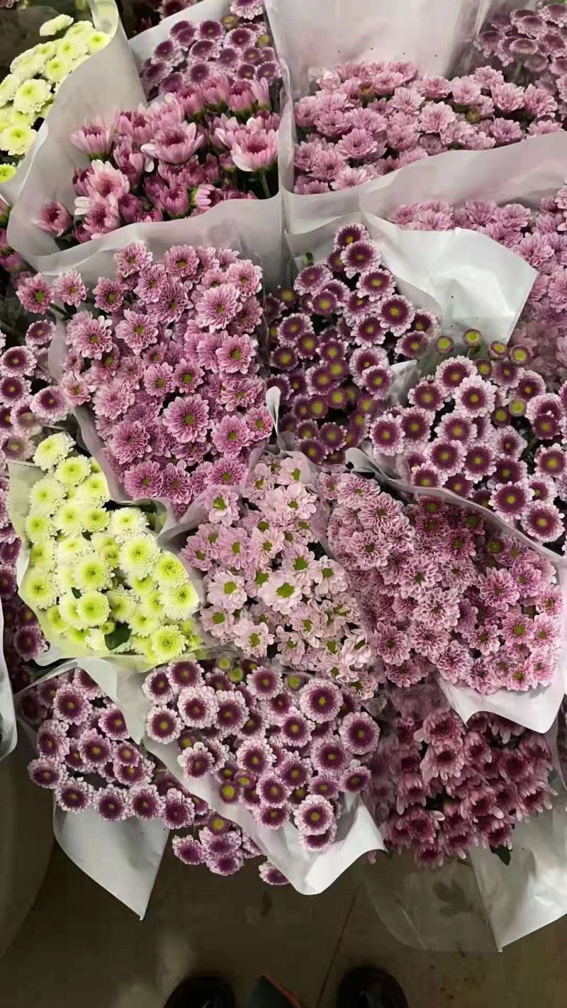 昆明小菊鲜切花美观基地直销量大优惠