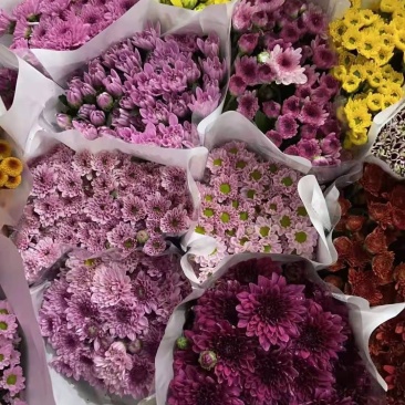昆明小菊鲜切花美观基地直销量大优惠