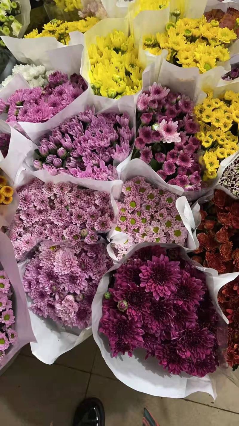 昆明小菊鲜切花美观基地直销量大优惠
