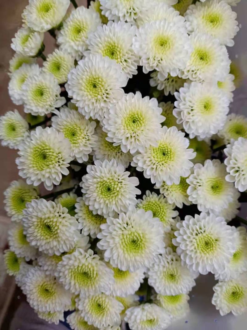 昆明小菊鲜切花美观基地直销量大优惠