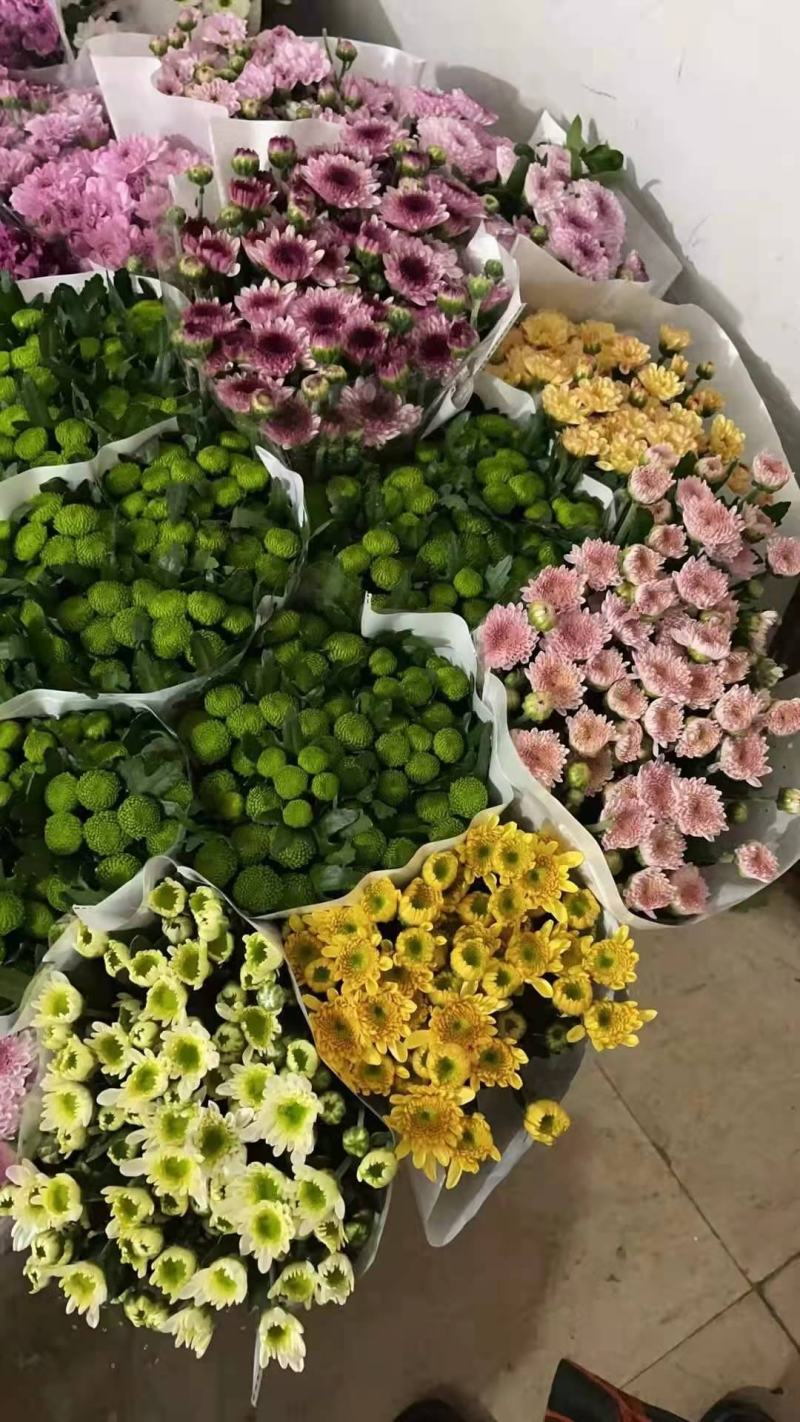 昆明小菊鲜切花美观基地直销量大优惠