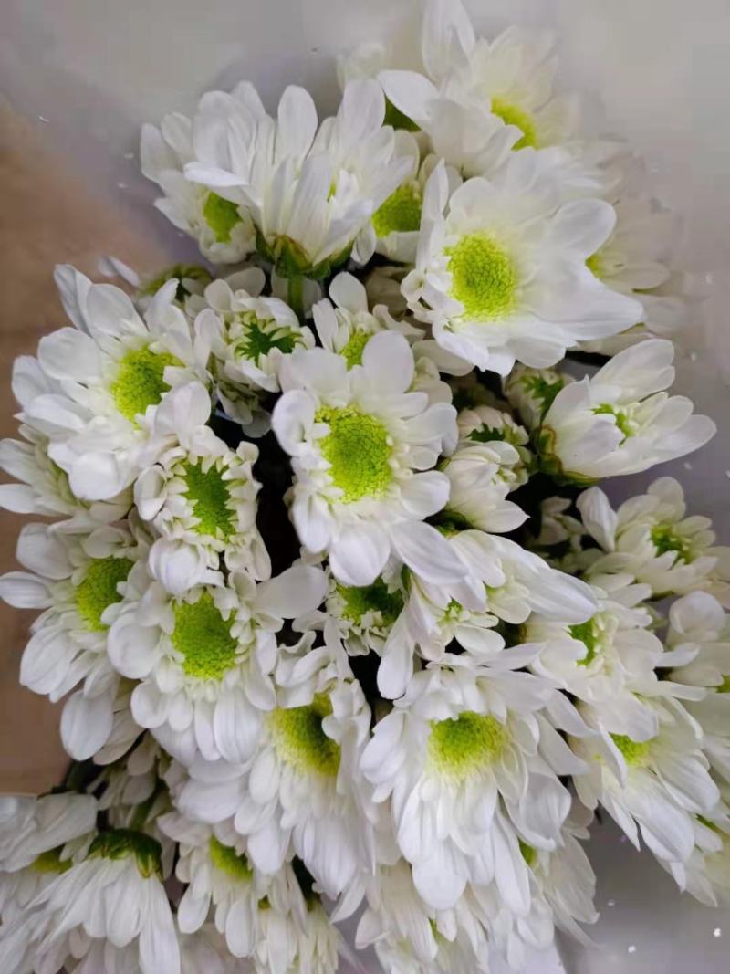 昆明小菊鲜切花美观基地直销量大优惠