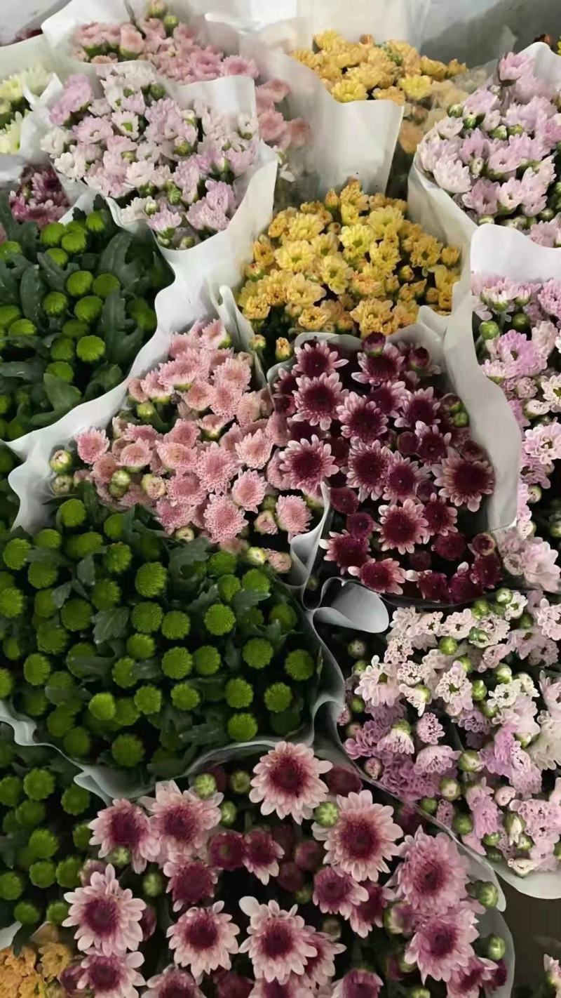昆明小菊鲜切花美观基地直销量大优惠