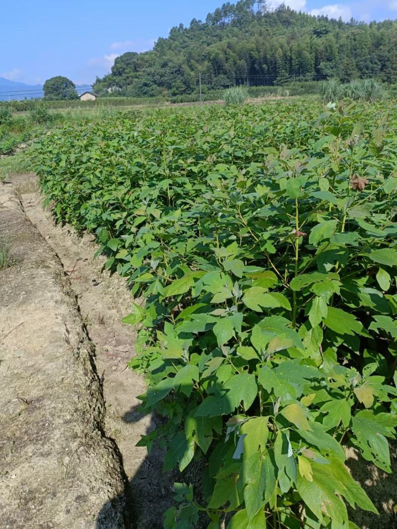 自家苗圃供应一年生檫木苗，梓树苗，江西宜春直供