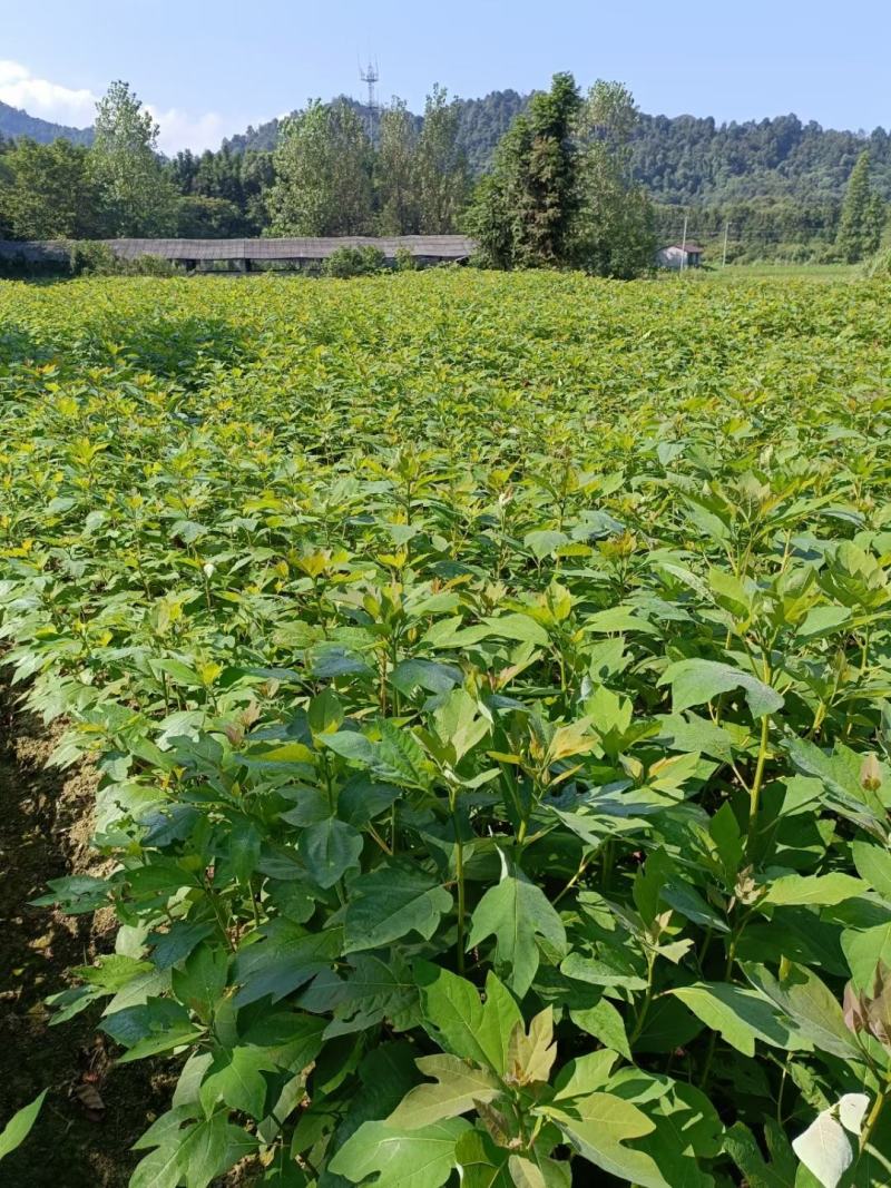 自家苗圃供应一年生檫木苗，梓树苗，江西宜春直供