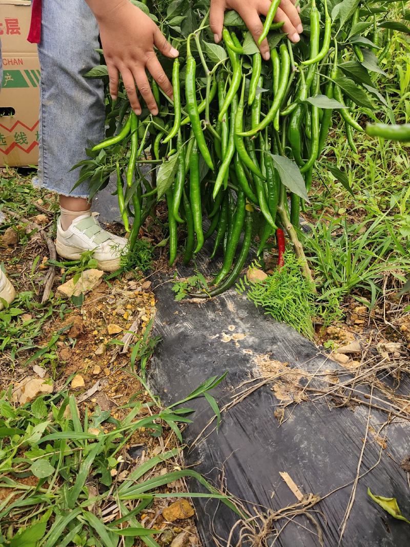 三号硬皮线椒，大量上市