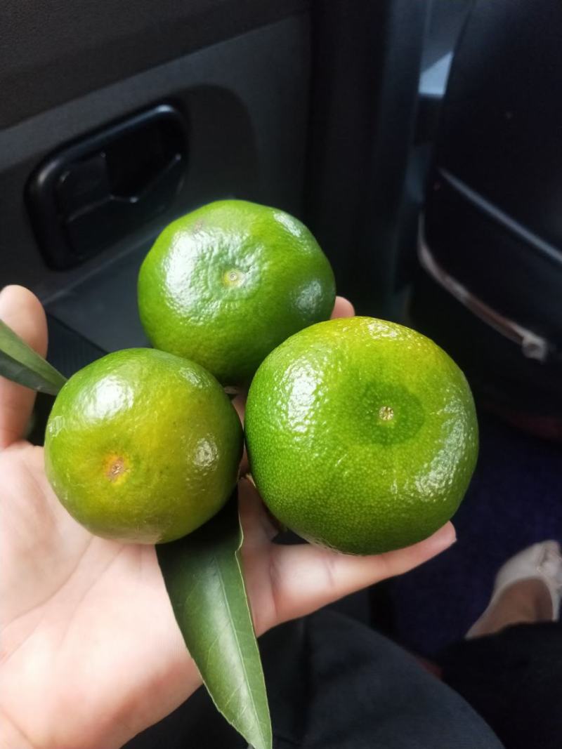 广西省全州县，特早蜜桔，口感微酸！果皮靓，个头均匀！