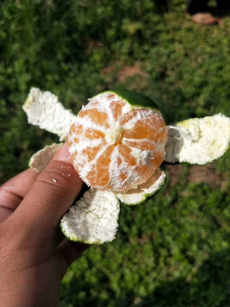 广西省全州县，特早蜜桔，口感微酸！果皮靓，个头均匀！