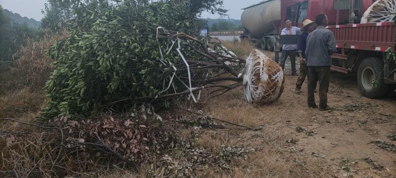 丛生香泡，柚子树，各种规格大量供应
