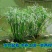 水生水培植物龟水竹盆栽四季绿旱伞风车草苗