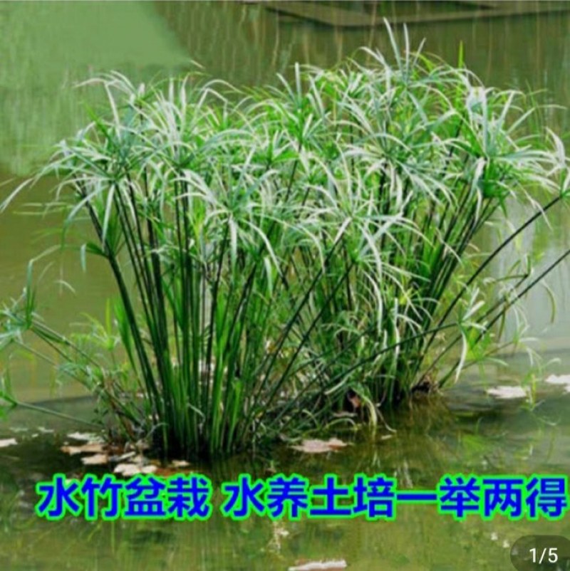 水生水培植物龟水竹盆栽四季绿旱伞风车草苗