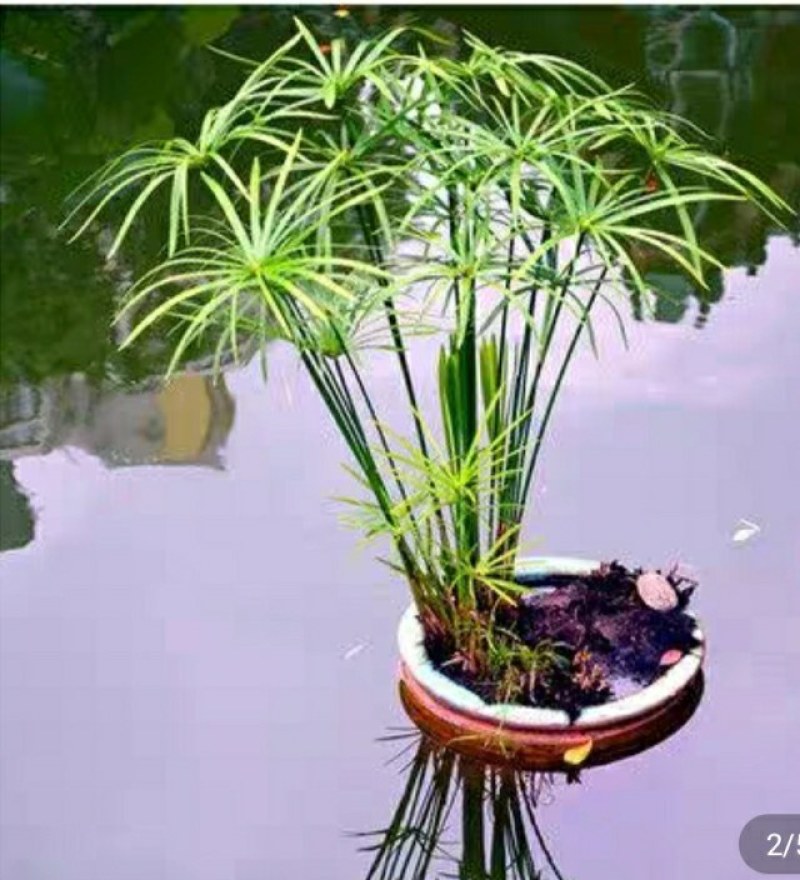 水生水培植物龟水竹盆栽四季绿旱伞风车草苗
