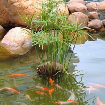 水生水培植物龟水竹盆栽四季绿旱伞风车草苗