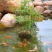 水生水培植物龟水竹盆栽四季绿旱伞风车草苗