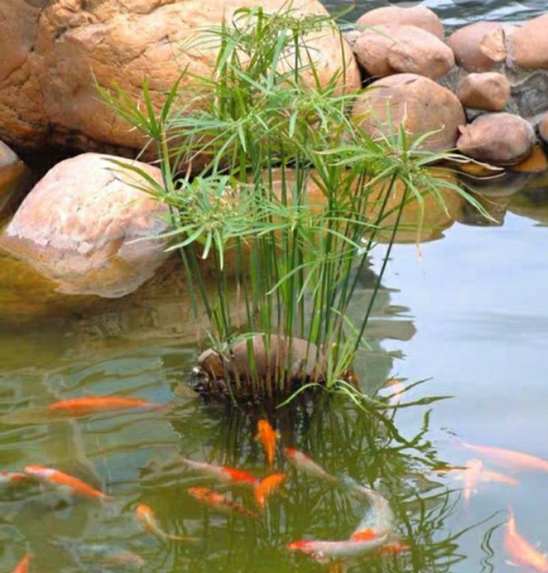水生水培植物龟水竹盆栽四季绿旱伞风车草苗