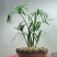 水生水培植物龟水竹盆栽四季绿旱伞风车草苗