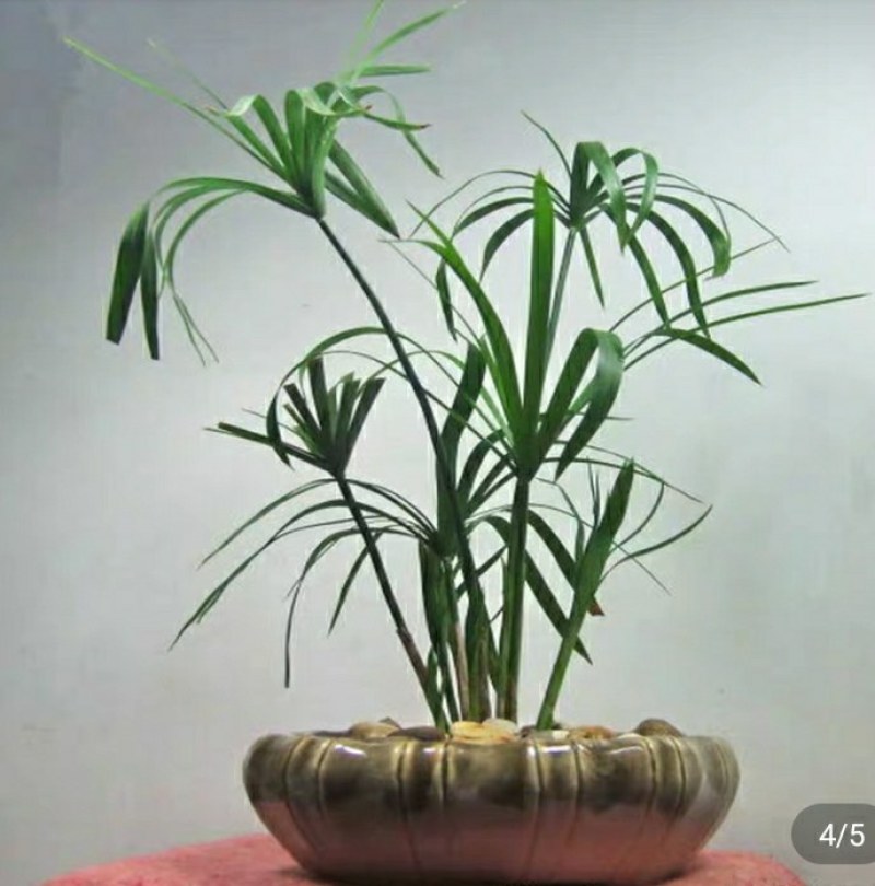 水生水培植物龟水竹盆栽四季绿旱伞风车草苗