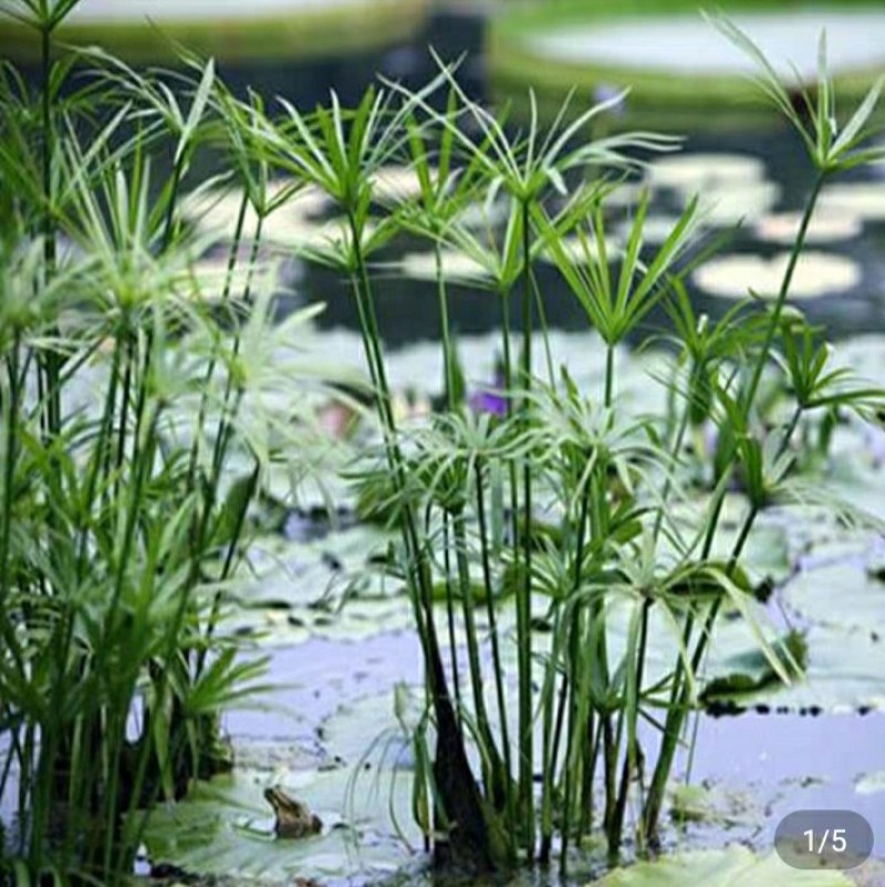 水生水培植物龟水竹盆栽四季绿旱伞风车草苗