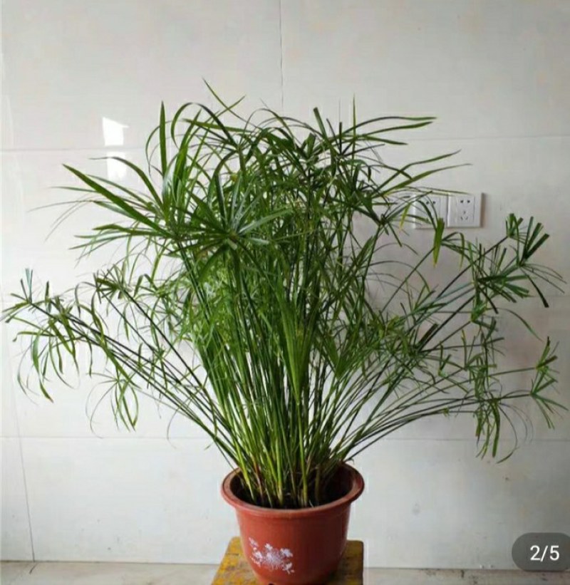 水生水培植物龟水竹盆栽四季绿旱伞风车草苗