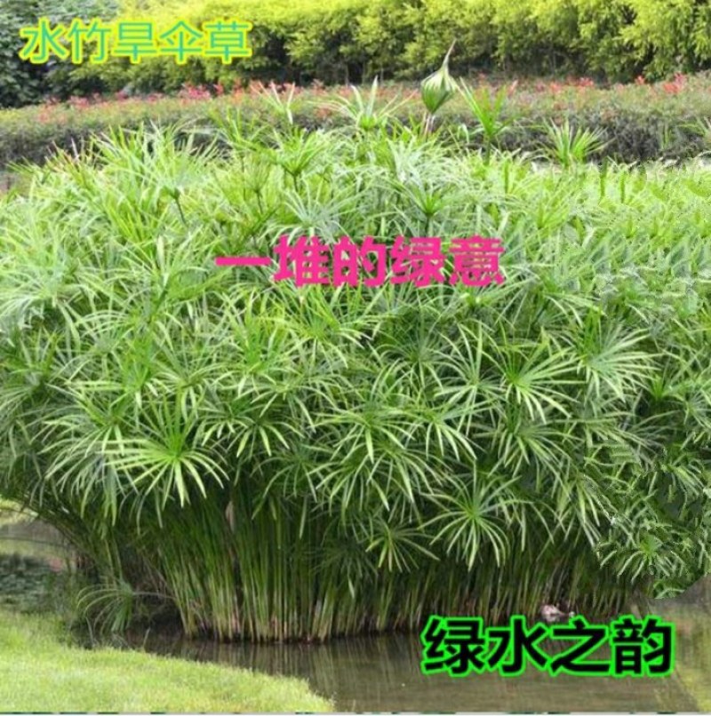 水生水培植物龟水竹盆栽四季绿旱伞风车草苗