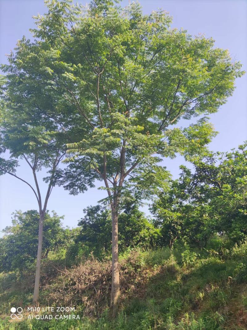 18公分黄山栾树，南栾