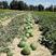 西瓜无籽10斤打底9成熟1茬内蒙通辽沙地金种植基地