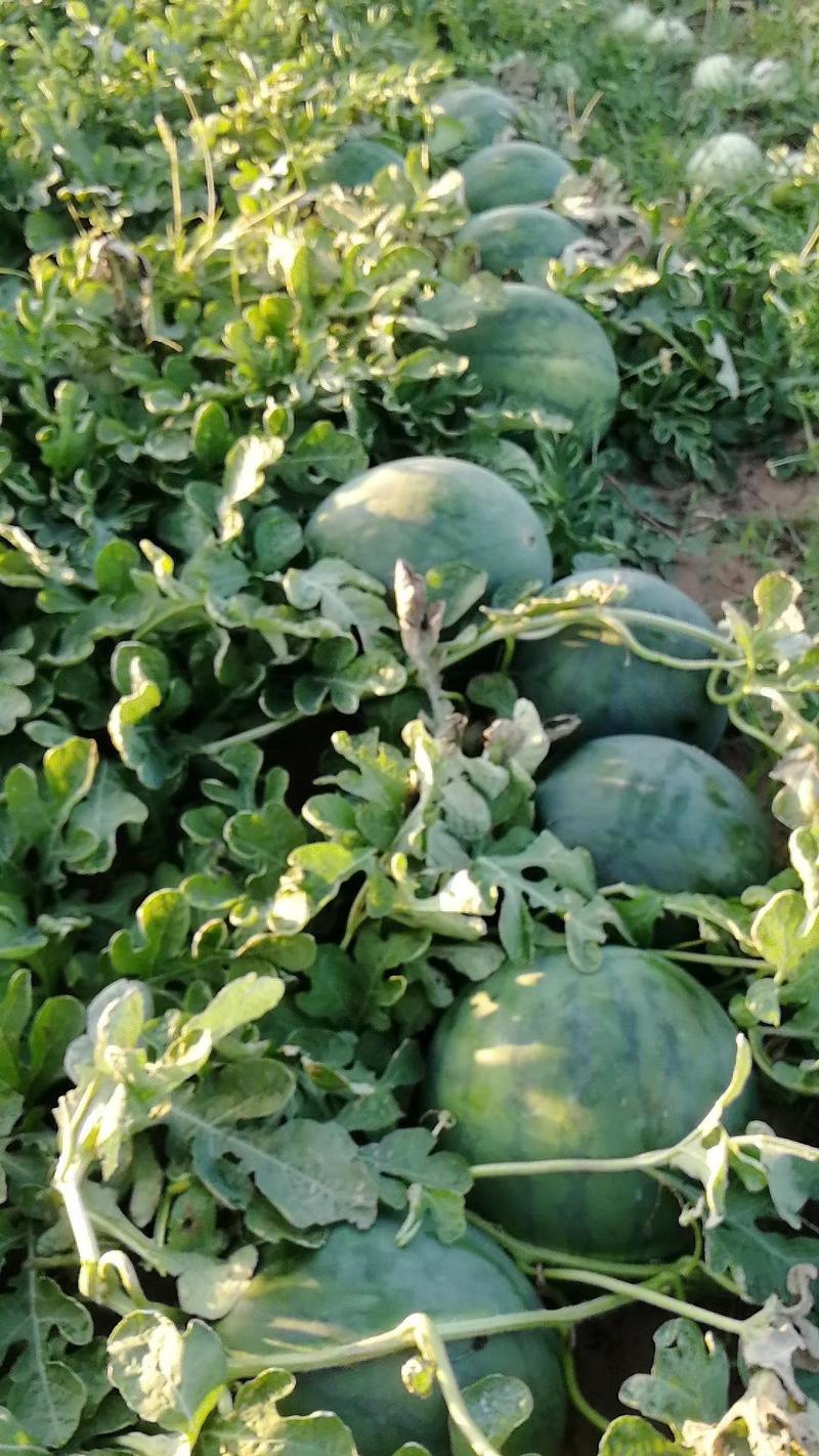 西瓜无籽10斤打底9成熟1茬内蒙通辽沙地金种植基地