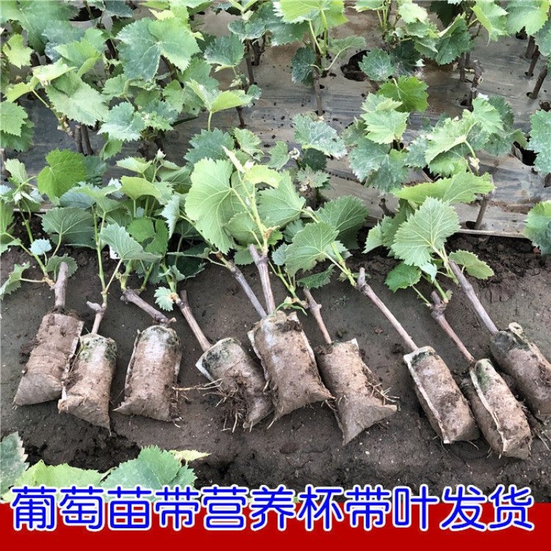 【葡萄苗】售出各种优质葡萄苗，杯苗品种齐全一手货源
