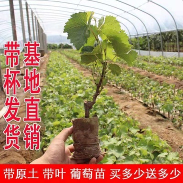 【葡萄苗】售出各种优质葡萄苗，杯苗品种齐全一手货源